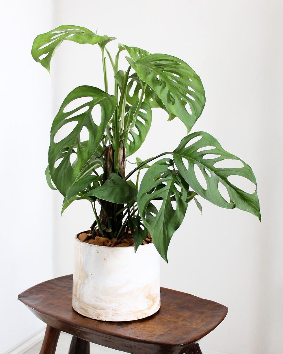 Monstera Adansonii no vaso artesanal