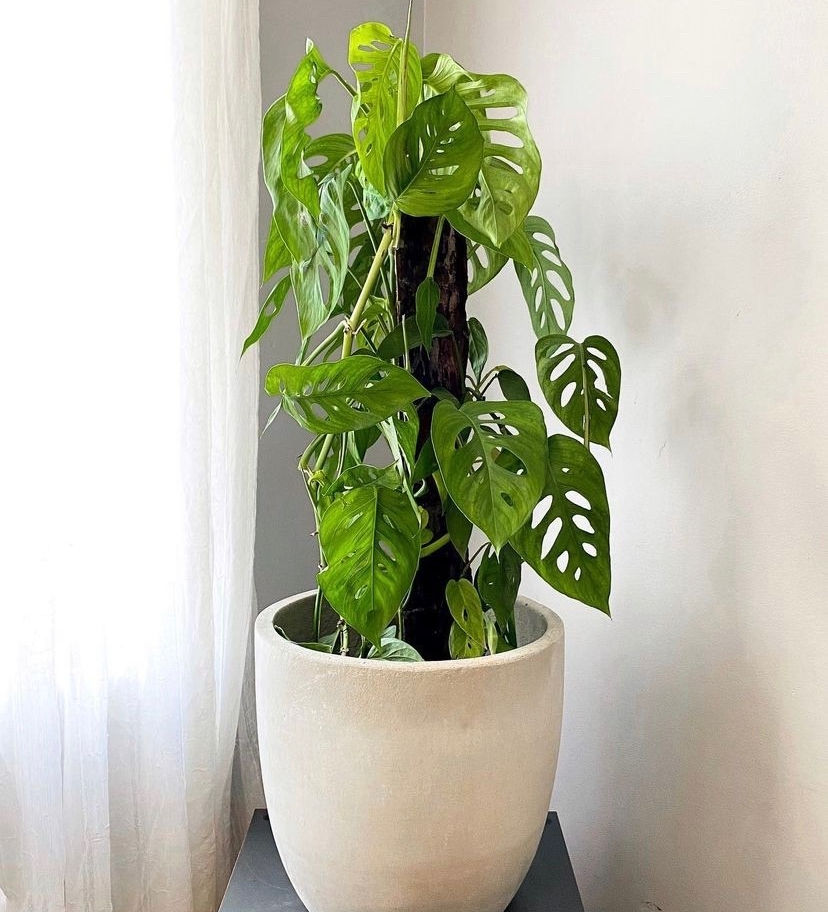 Monstera Adansonii no vaso de cimento G