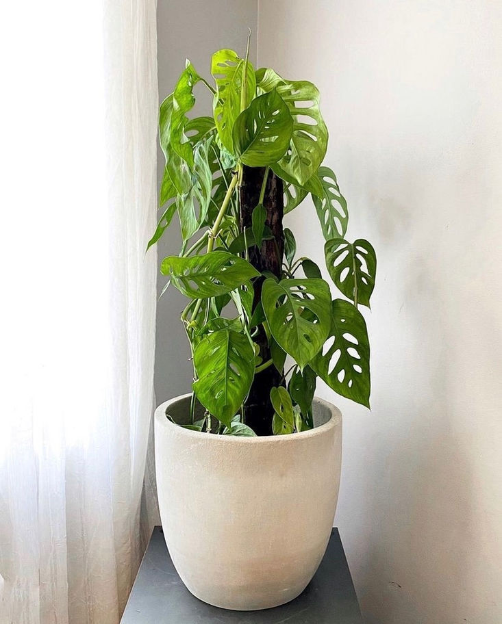 Monstera Adansonii no vaso de cimento G