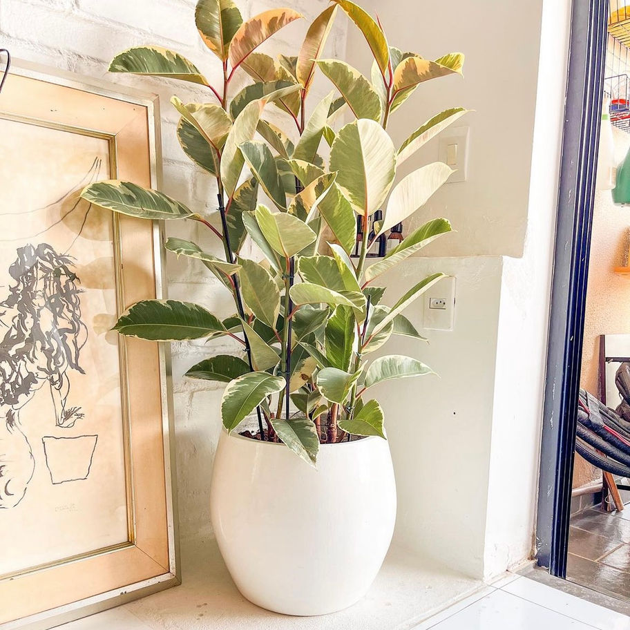 Ficus Elástica Tineke no vaso bolinha branco G