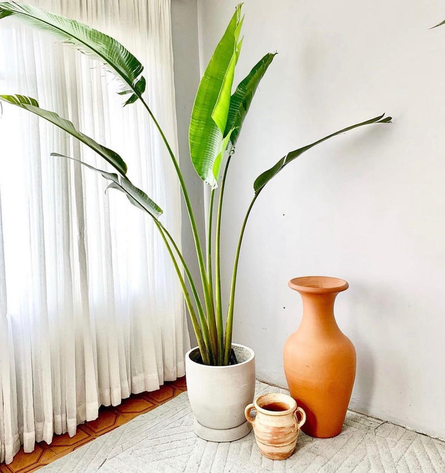Ravenala Vaso de Cimento GG