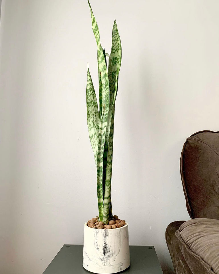 Espada de São Jorge no vaso artesanal