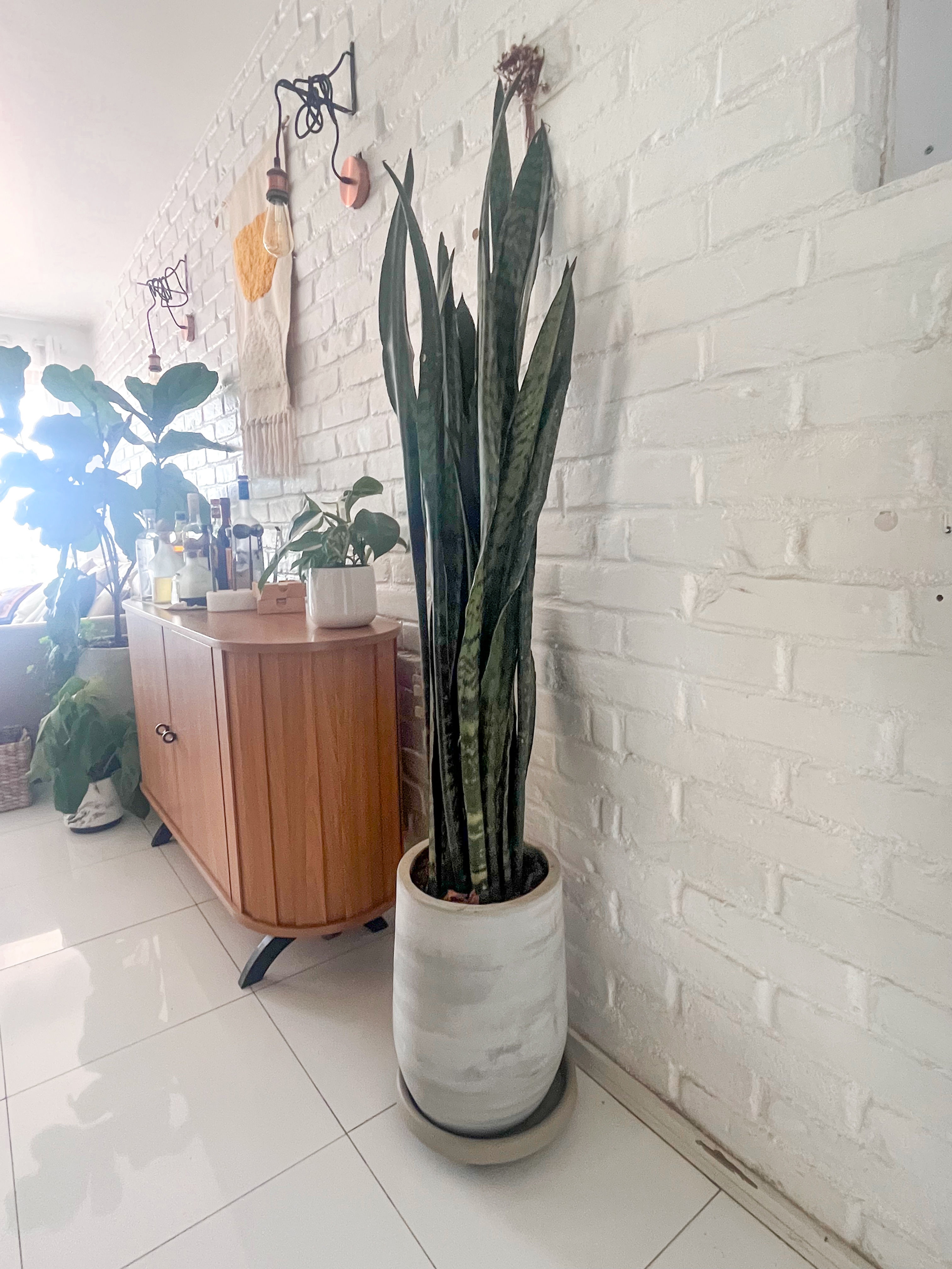 Espada de São Jorge no vaso cimento GG