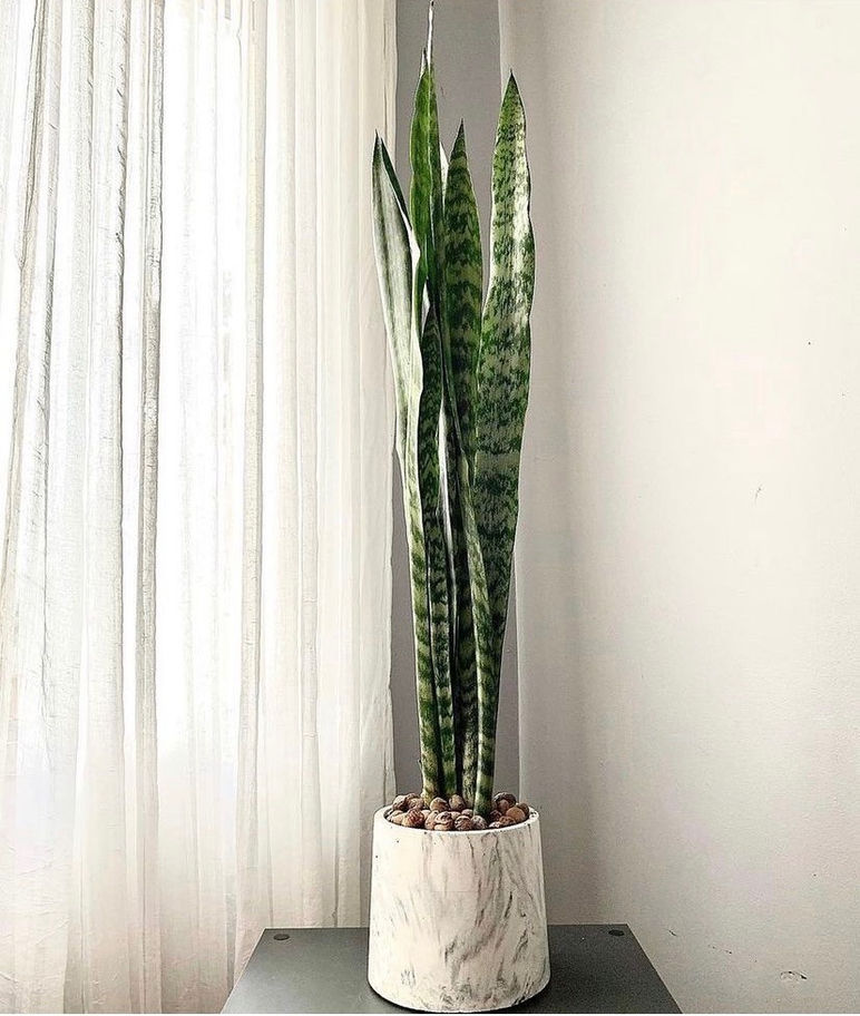 Espada de São Jorge no vaso artesanal