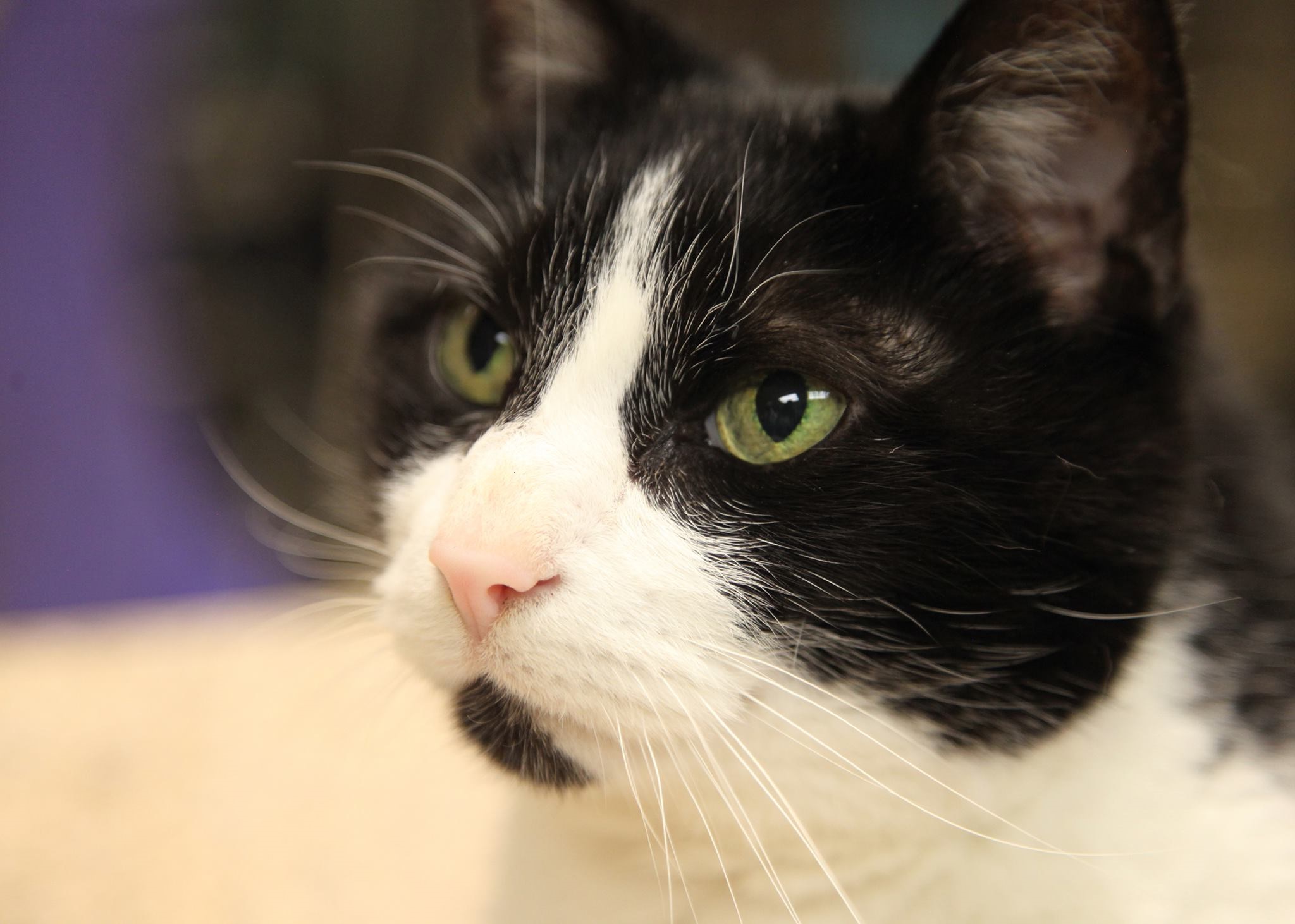 Lexington Animal Clinic Village Animal Hospital Quality