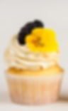 Lemon Ricotta Cupcakes