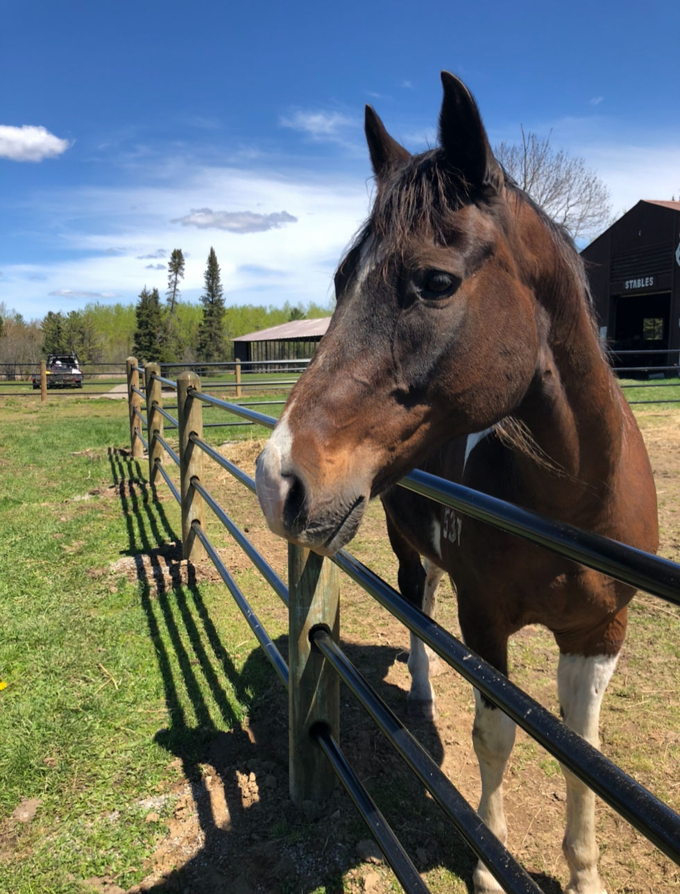 Farm & Equestrian Fencing: What Property Owners Should Consider