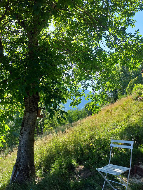 Chaise sous un arbre