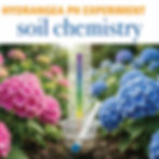 Hydrangea science activity showing blue and pink flowers with a pH strip indicating soil acidity.