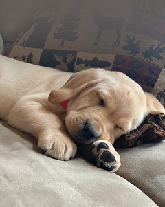 puppy fade3.png