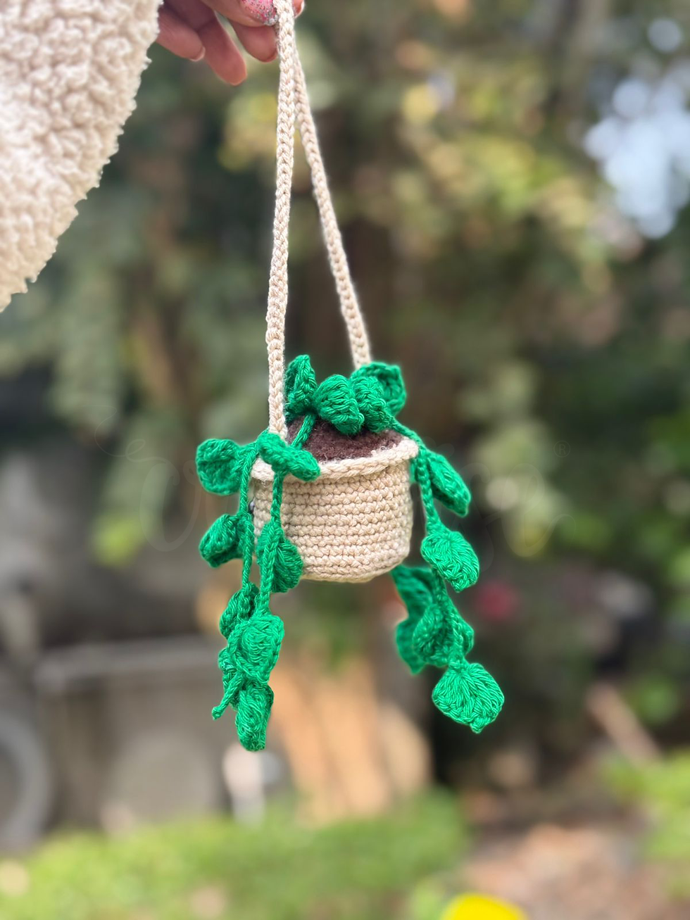 Thumbnail: Money Plant Hanging Buddy