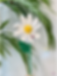 Handmade crochet flower - daisy