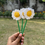 Thumbnail: Mini  Daisy Stick