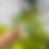 Thumbnail: Blossom Claw Combo  - Big Ivory Mahagony ,Pale Rosewood and Olive
