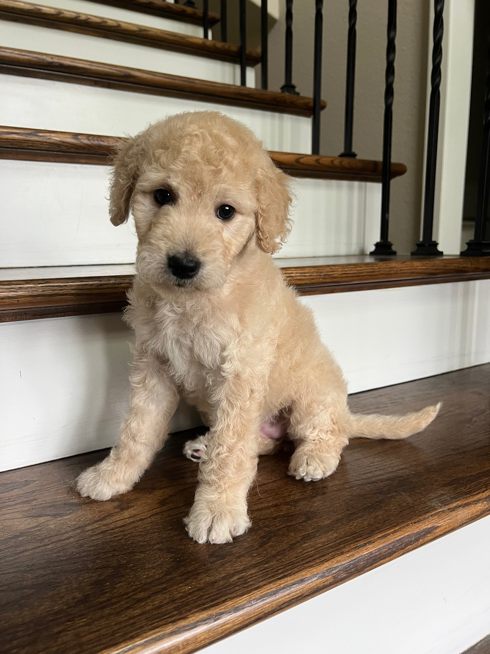 Thumbnail: Odessa f1b medium Goldendoodle 
