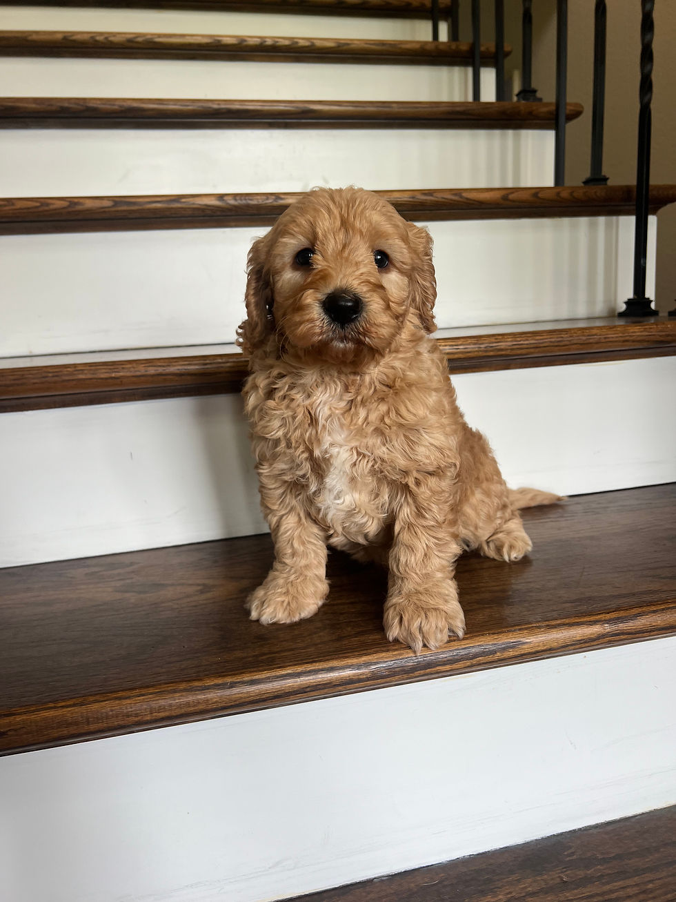 Thumbnail: Midland boy f1b medium Goldendoodle 