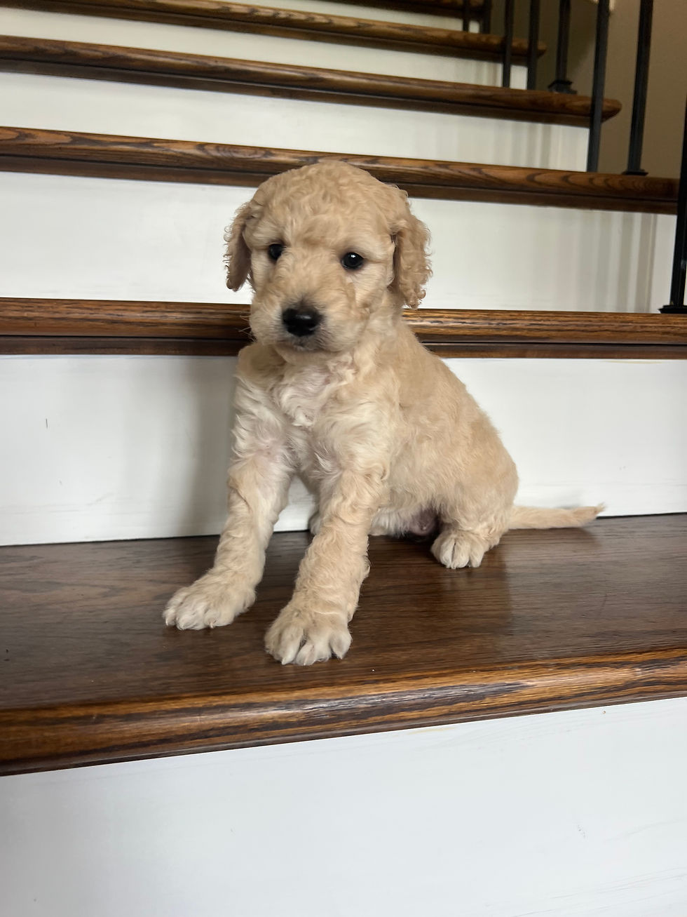 Thumbnail: Odessa f1b medium Goldendoodle 