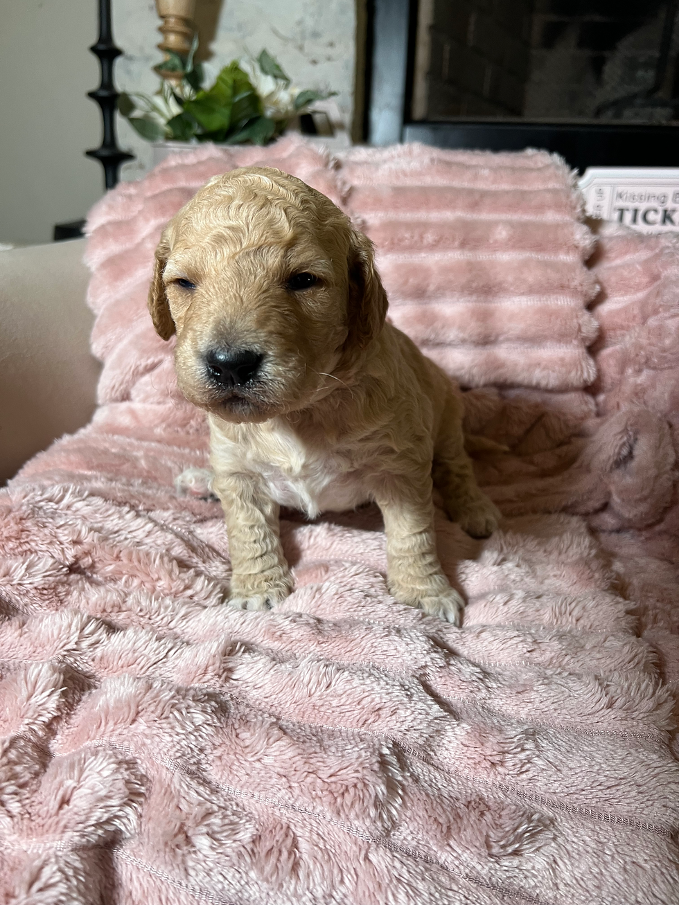 Thumbnail: Buddy- f1b standard Goldendoodle curly boy