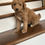 Thumbnail: Bonnie f1b standard Goldendoodle 