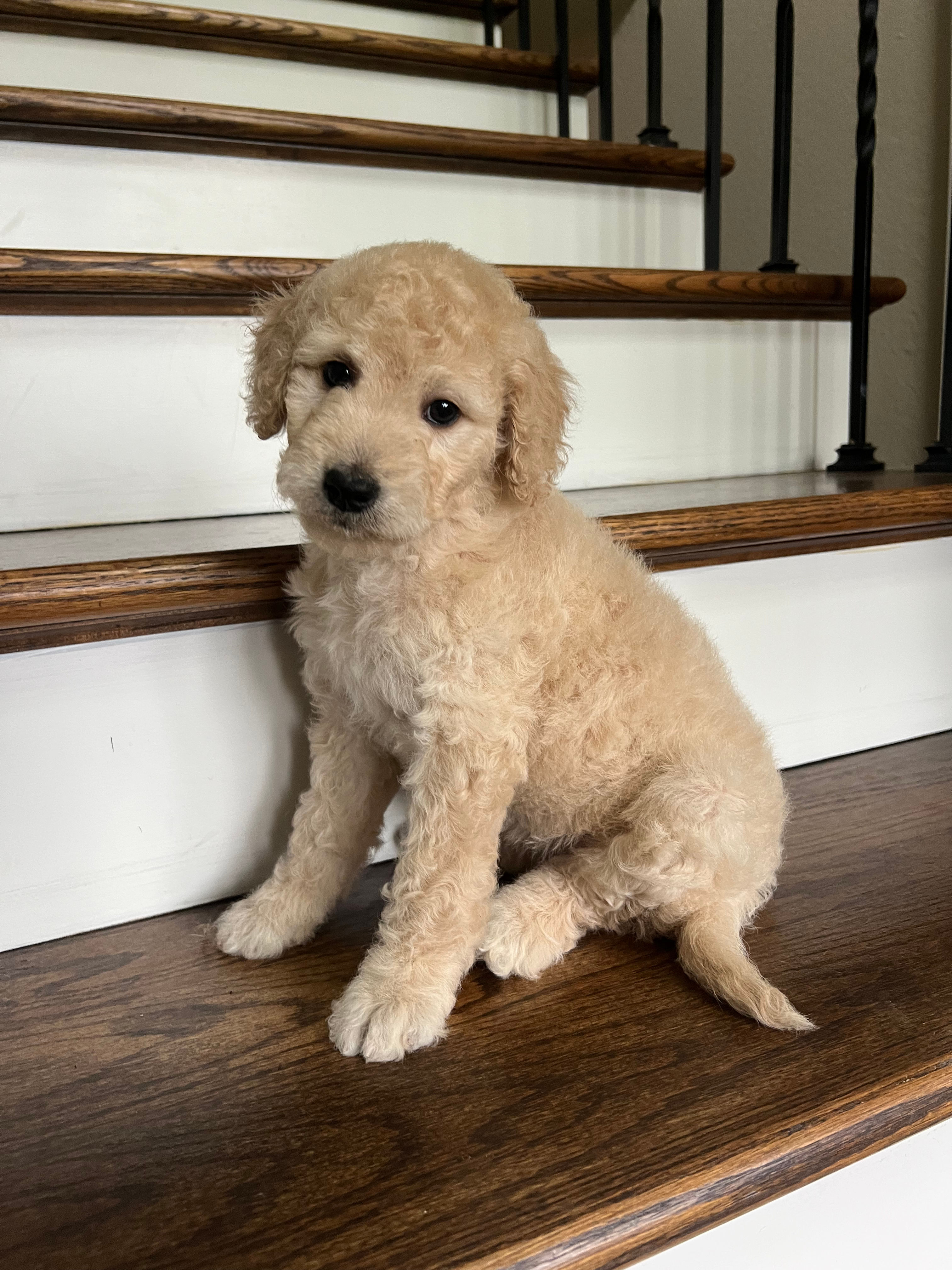 Odessa f1b medium Goldendoodle 