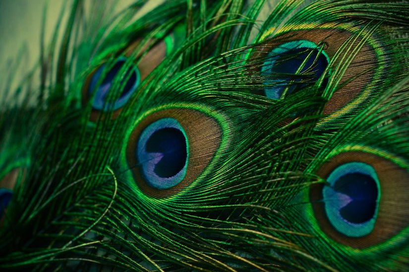 Peacock Art Print by Olivia Joy St Claire X Modern Photograp.jpeg