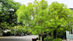 Ash trees in peril as Emerald Ash Borers are coming
