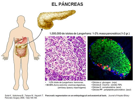 PANCREAS.jpg