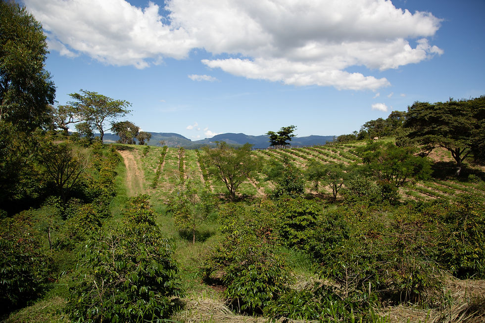 agroforestry_paysage_fields