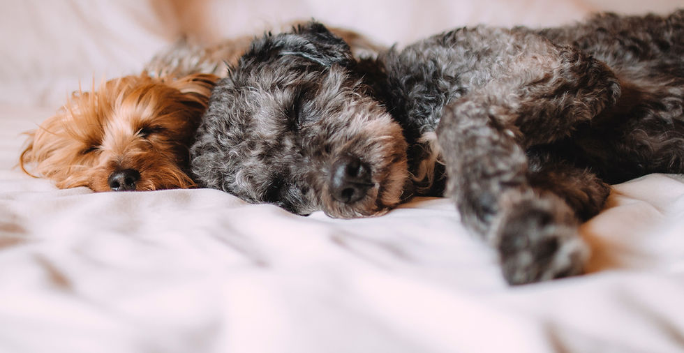 Sleeping%20Dogs_edited.jpg