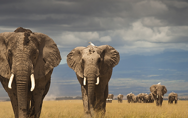 elephants.png