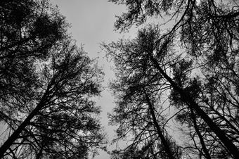 Trees.jpeg