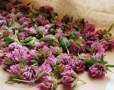 Image of Red Clover flower heads drying