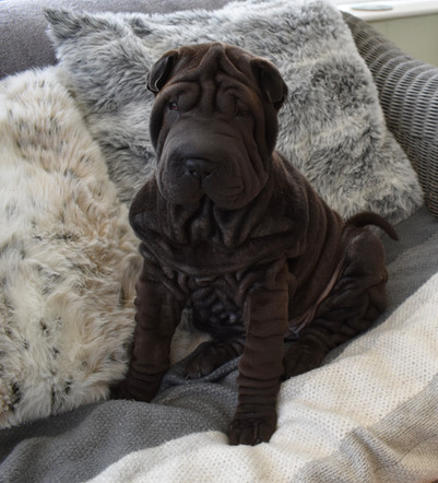 Shar Pei and Children