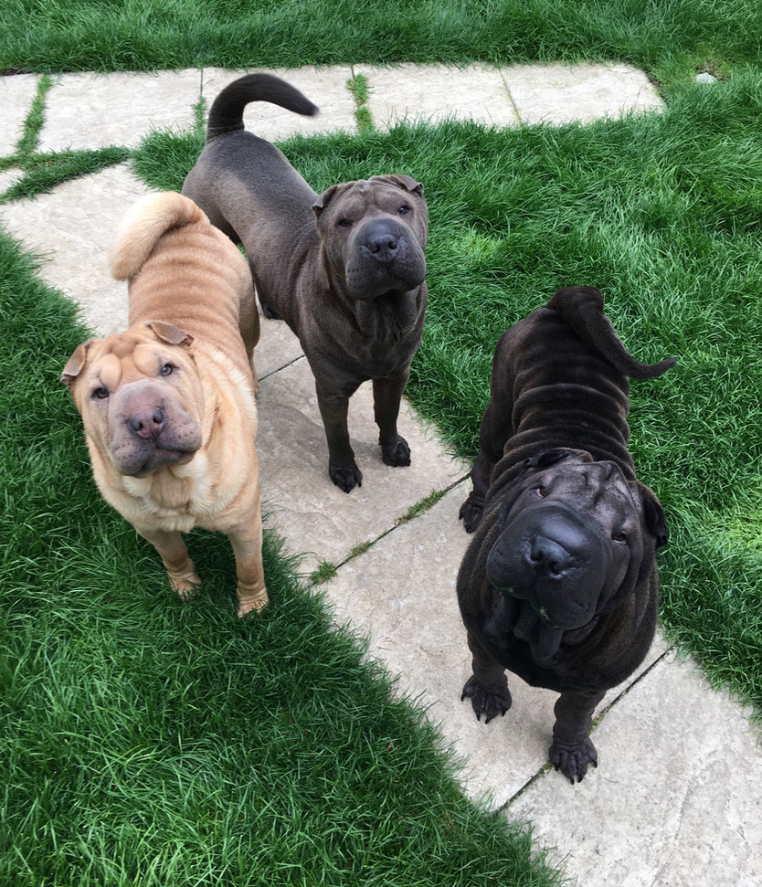 Our Dogs - All Health Tested
