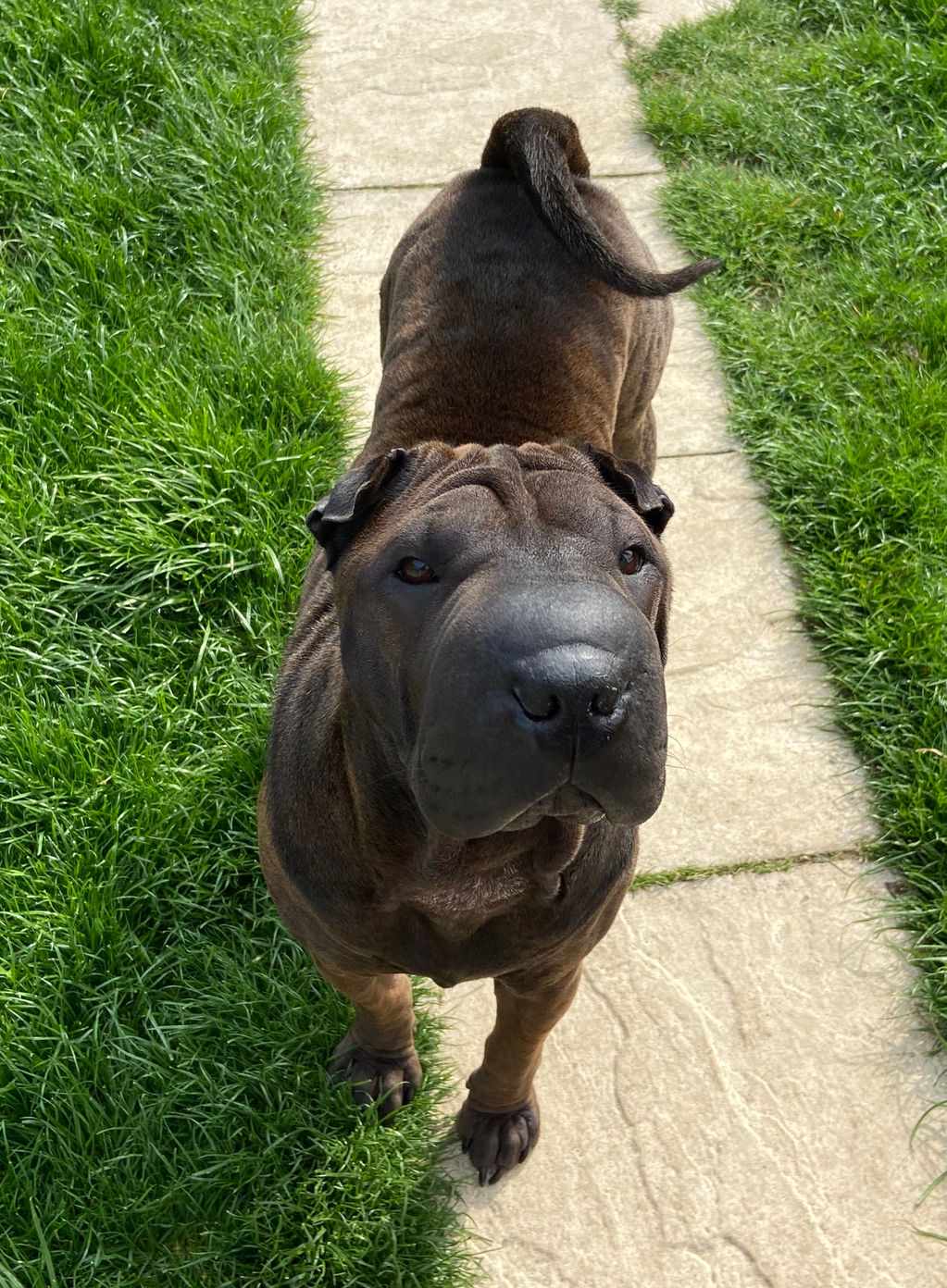 shar pei ár