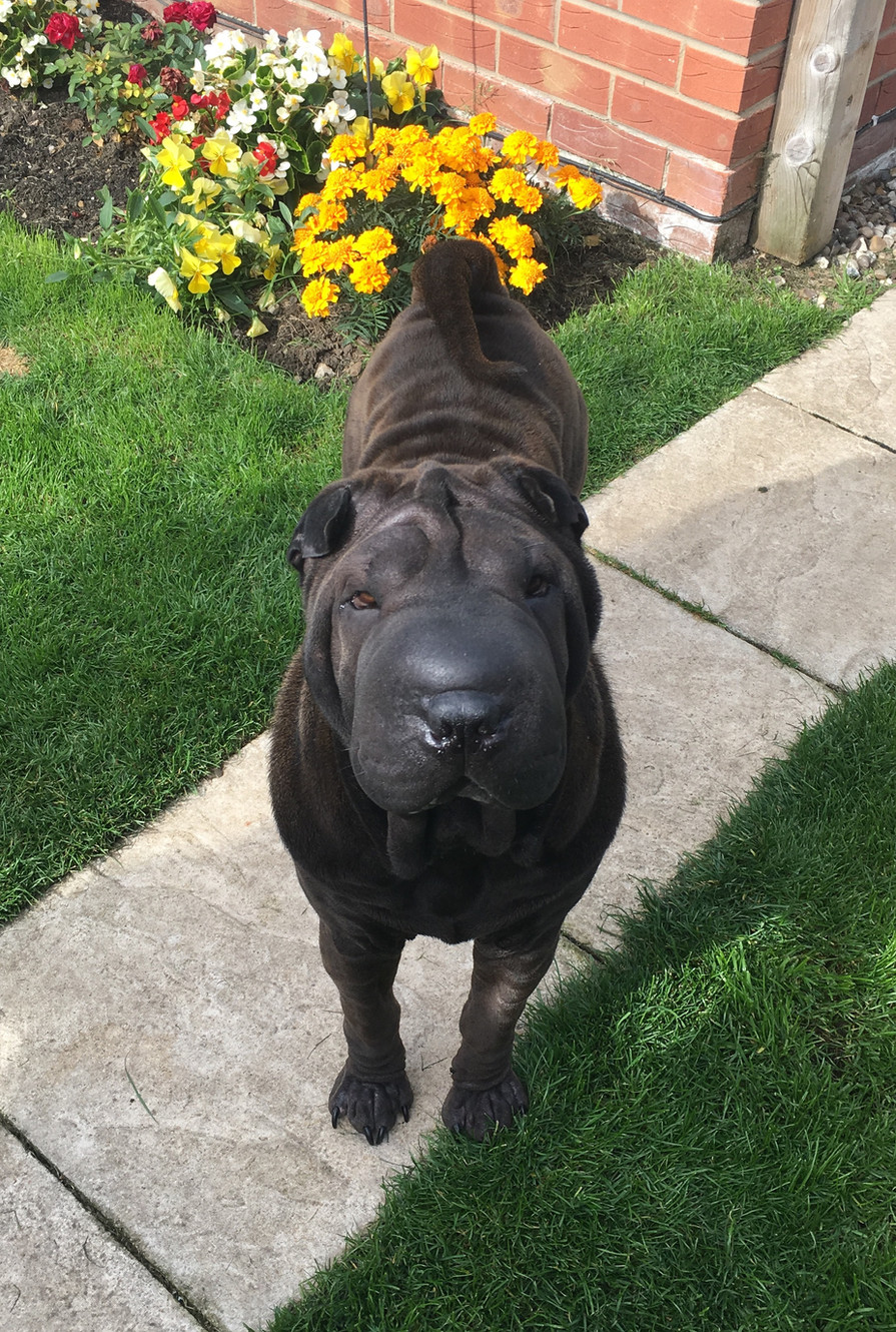Shar pei ear infection home remedies on sale