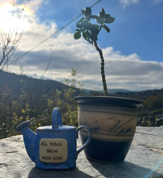 All things grow with love pot with plant in the sun.