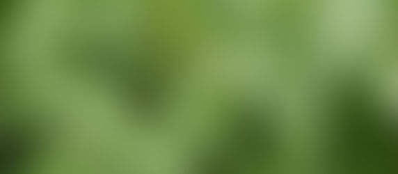 そわそわファームの虫たち