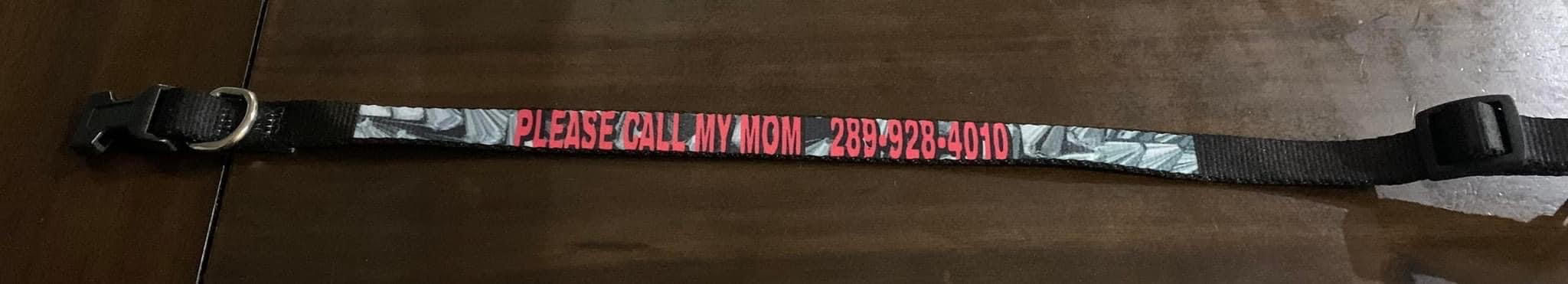 Personalized Dog collar