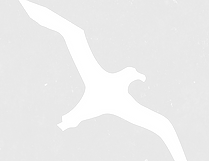 Gull_white_edited.png