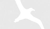 Gull_white_edited.png