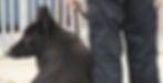 Security Guard with Dog_edited.jpg