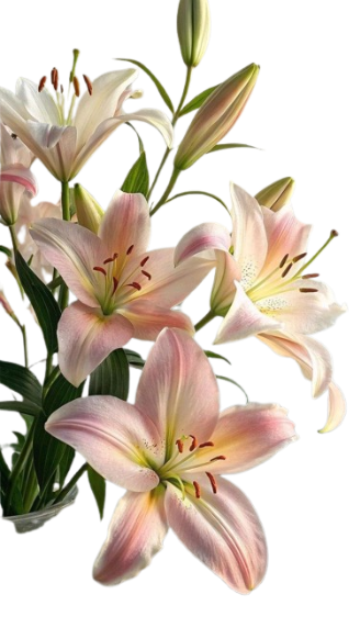 Lilies