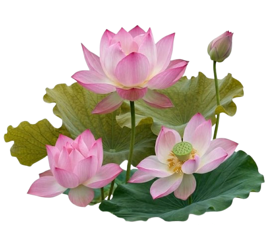 lotuses