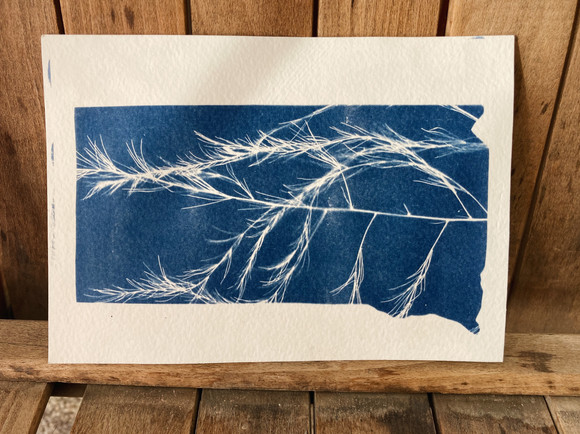 Windy - South Dakota Cyanotype