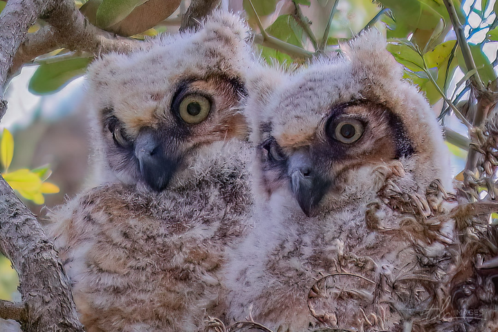 Watchful has two owls keeping a lookout over their space