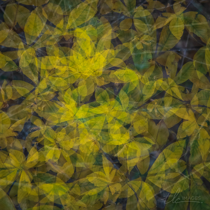 Award winning Kaleidoscope is a photography technique on a collection of leaves