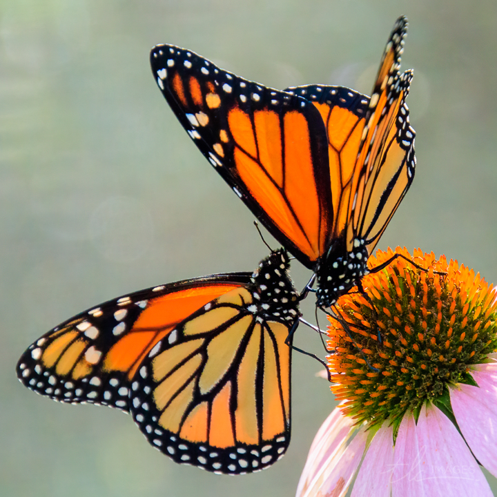 Tango in Orange has two monarch butterflies sharing a cone flower