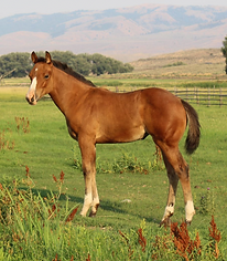 Screen Shot 2024-10-18 at 3.03.07 PM.png