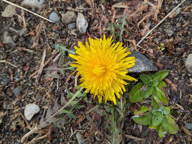 やっと咲いたタンポポ